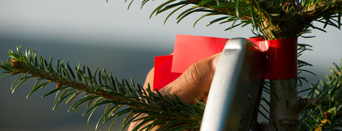 Etikettierung der Weihnachtsbäume